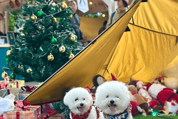 西貢一直都是養狗之人十分喜愛的假日熱點，區內店舖一般都是寵物...