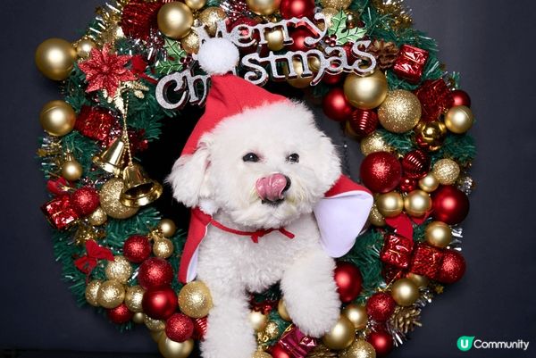 西貢一直都是養狗之人十分喜愛的假日熱點，區內店舖一般都是寵物...