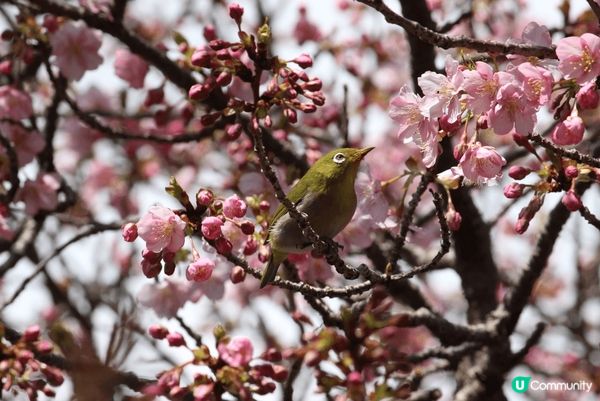 《熱海梅園🌸》100歲梅樹盛放！