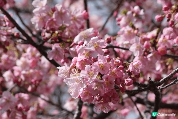 《熱海梅園🌸》100歲梅樹盛放！