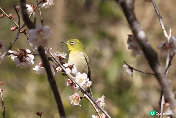 《熱海梅園🌸》100歲梅樹盛放！