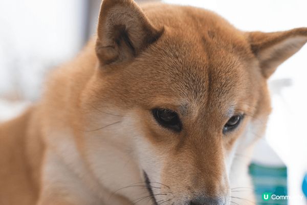 超型仔六歲柴犬奶茶