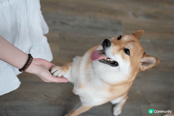 超型仔六歲柴犬奶茶