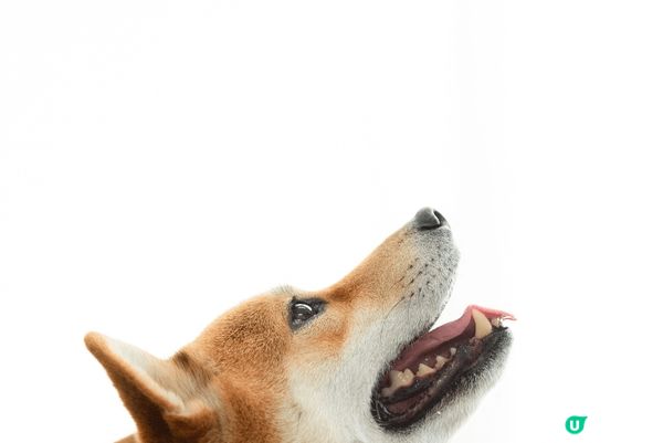 超型仔六歲柴犬奶茶