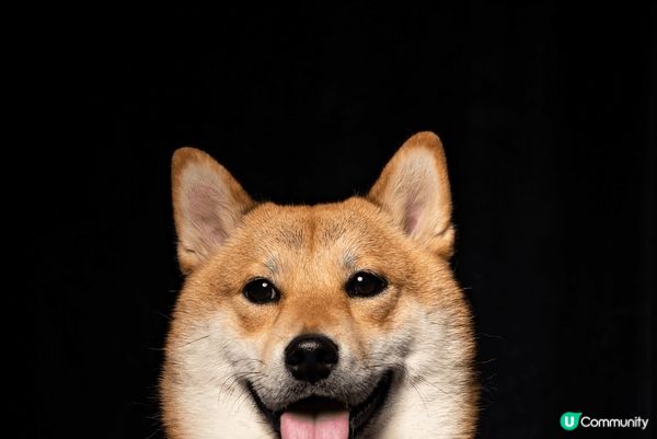 超型仔六歲柴犬奶茶