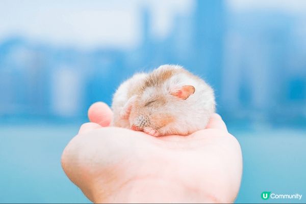 倉鼠毛毛好靚靚，去西九影相，喺隻好鍾意去野餐嘅倉鼠，大家支持...