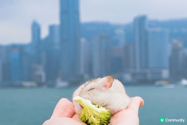 倉鼠毛毛好靚靚，去西九影相，喺隻好鍾意去野餐嘅倉鼠，大家支持...