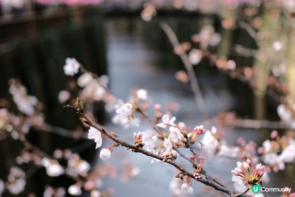 🌸東京賞櫻必去！中目黑目黑川櫻花隧道！🌸 #思思賢嘆世界 #...