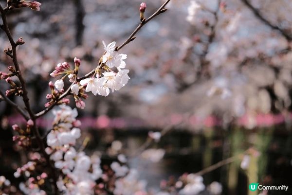 🌸東京賞櫻必去！中目黑目黑川櫻花隧道！🌸 #思思賢嘆世界 #...