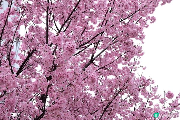 🌸東京賞櫻必去！中目黑目黑川櫻花隧道！🌸 #思思賢嘆世界 #...