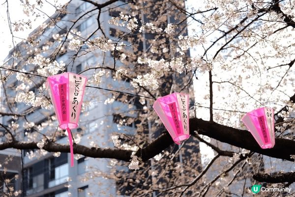 🌸東京賞櫻必去！中目黑目黑川櫻花隧道！🌸 #思思賢嘆世界 #...