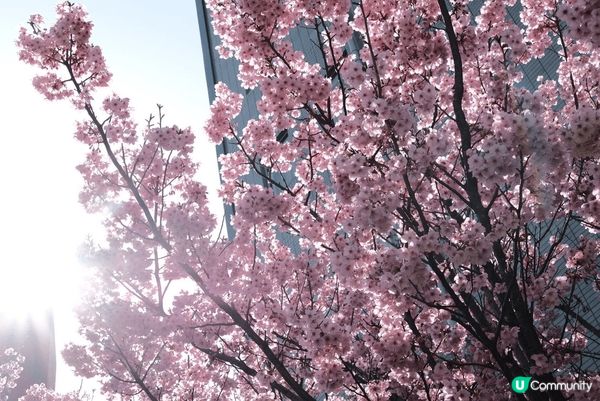 🌸東京賞櫻必去！中目黑目黑川櫻花隧道！🌸 #思思賢嘆世界 #...