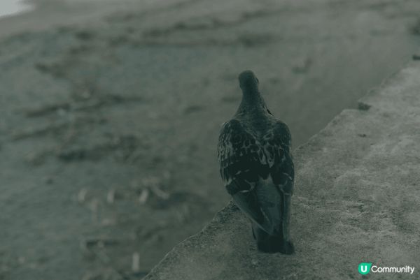 這裏是日本鎌倉的沙灘，陽光灑在金色沙灘上，海浪輕輕拍打岸邊，...