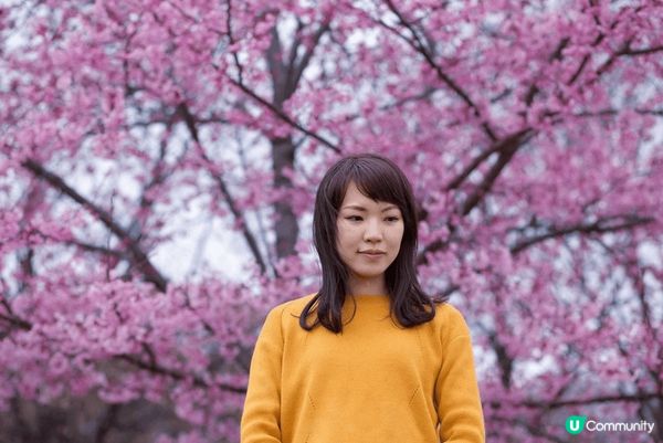 #沉醉櫻花海  白雪過後，就是粉紅色的京都。 梅或櫻，同樣浪...