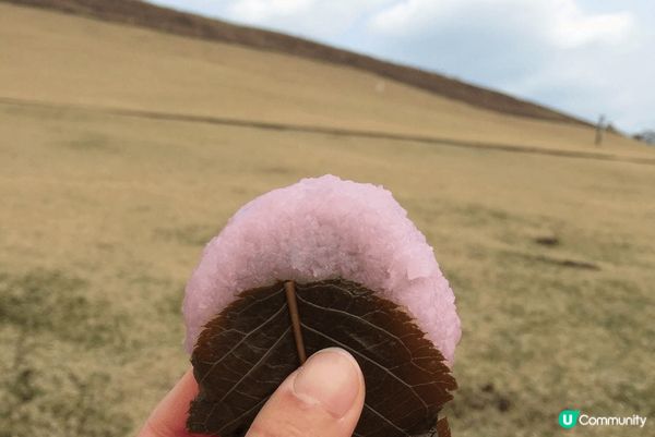 #沉醉櫻花海  白雪過後，就是粉紅色的京都。 梅或櫻，同樣浪...