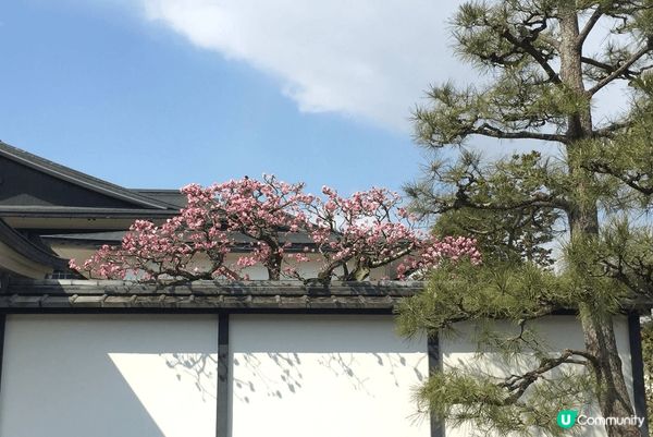 #沉醉櫻花海  白雪過後，就是粉紅色的京都。 梅或櫻，同樣浪...