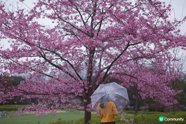 #沉醉櫻花海  白雪過後，就是粉紅色的京都。 梅或櫻，同樣浪...