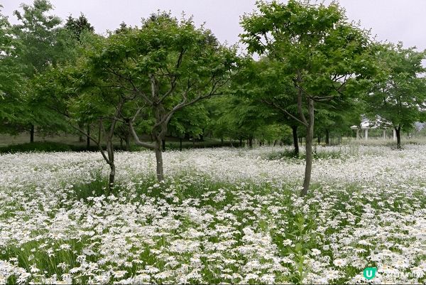如果鍾意大自然賞花打卡，推薦你去慶尚南道咸安岳陽生態公園，連...