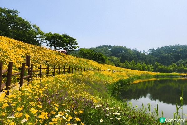 如果鍾意大自然賞花打卡，推薦你去慶尚南道咸安岳陽生態公園，連...