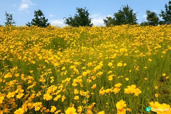 如果鍾意大自然賞花打卡，推薦你去慶尚南道咸安岳陽生態公園，連...