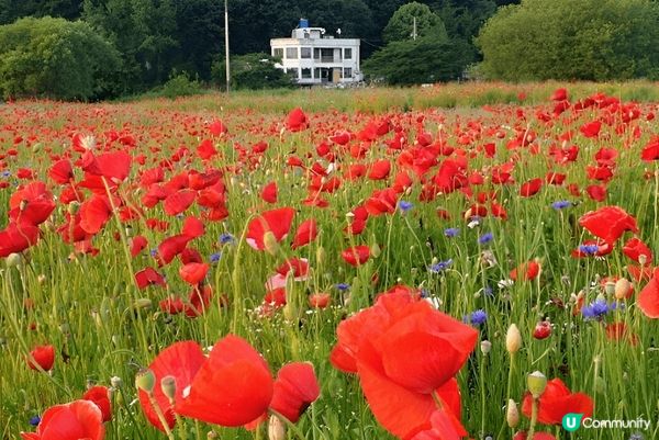 如果鍾意大自然賞花打卡，推薦你去慶尚南道咸安岳陽生態公園，連...