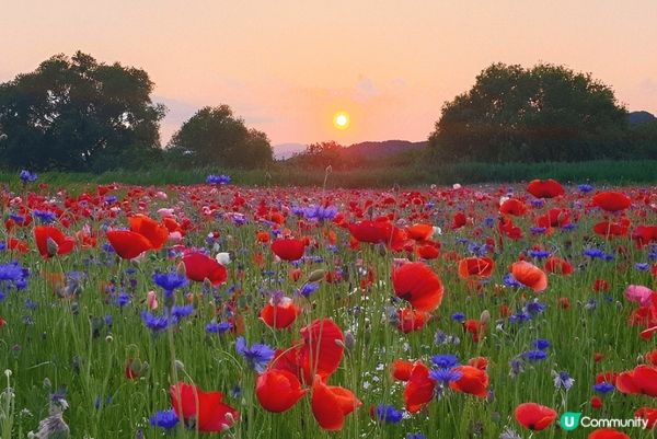 如果鍾意大自然賞花打卡，推薦你去慶尚南道咸安岳陽生態公園，連...