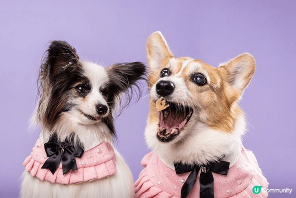 終於帶左兩位公主去影樓影相，依輯真係一輯好值得影ge相，為食...