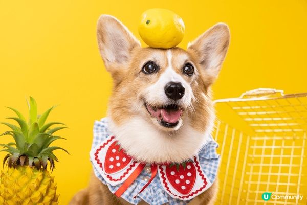 終於帶左兩位公主去影樓影相，依輯真係一輯好值得影ge相，為食...