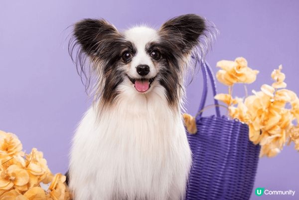 終於帶左兩位公主去影樓影相，依輯真係一輯好值得影ge相，為食...