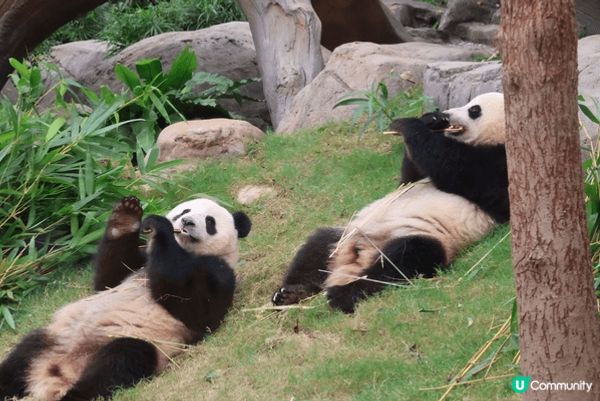 夏天梗係要去海洋公園玩
