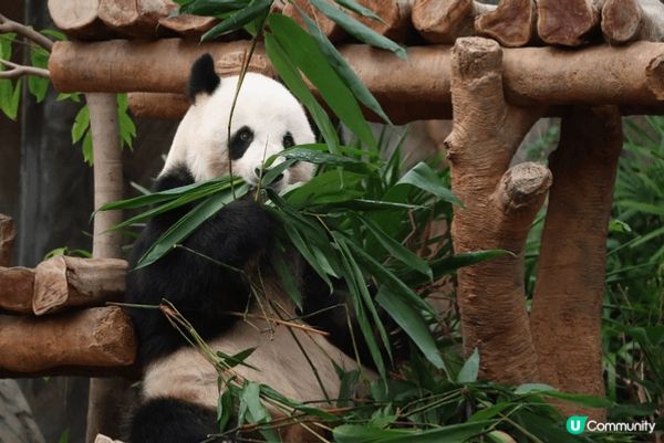 夏天梗係要去海洋公園玩