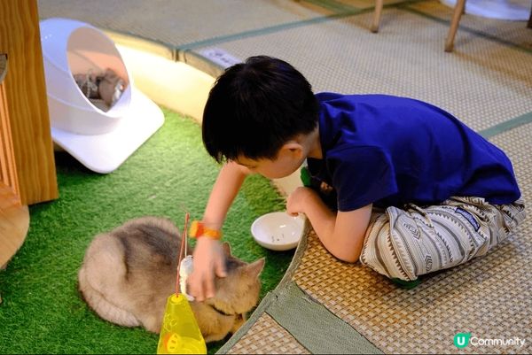 觀塘工業區貓cafe, 吸貓好去處。意粉都好味道，唔錯?