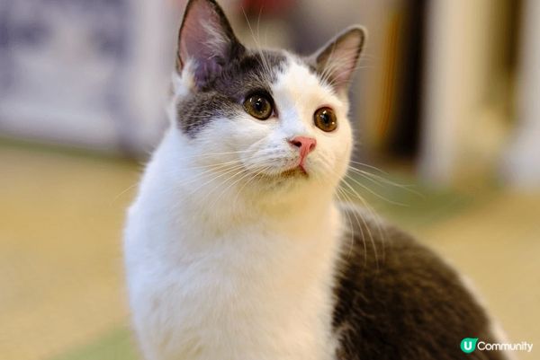 觀塘工業區貓cafe, 吸貓好去處。意粉都好味道，唔錯?