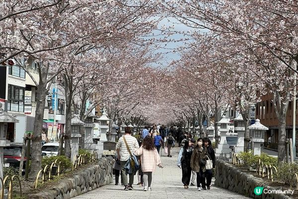 鶴岡八幡宮、明月院、鎌倉大佛，還有…？鎌倉江之島景點6選