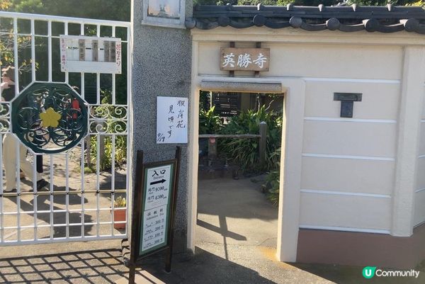 鶴岡八幡宮、明月院、鎌倉大佛，還有…？鎌倉江之島景點6選