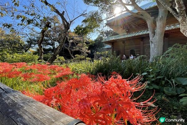 鶴岡八幡宮、明月院、鎌倉大佛，還有…？鎌倉江之島景點6選