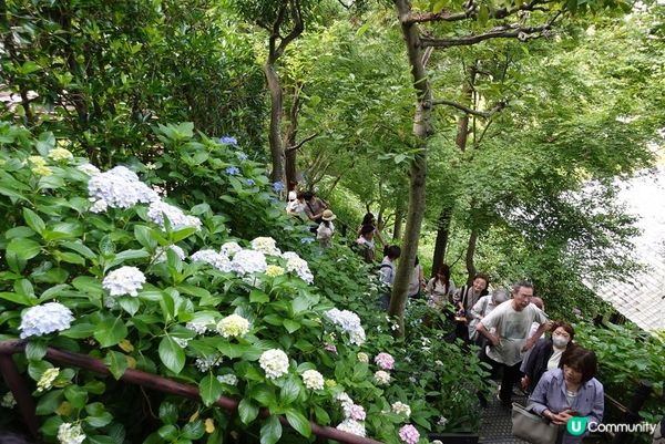 鶴岡八幡宮、明月院、鎌倉大佛，還有…？鎌倉江之島景點6選