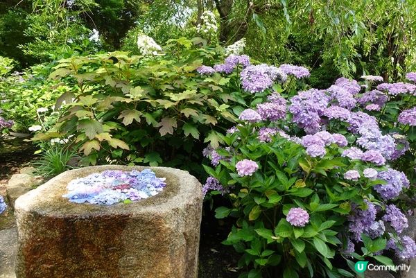 鶴岡八幡宮、明月院、鎌倉大佛，還有…？鎌倉江之島景點6選