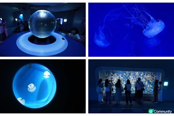 鶴岡八幡宮、明月院、鎌倉大佛，還有…？鎌倉江之島景點6選