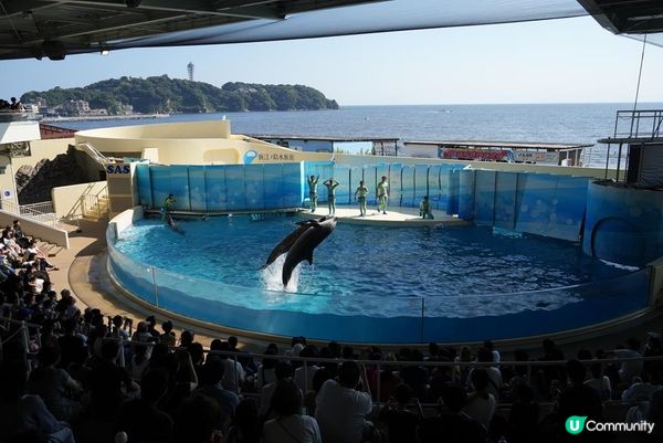 鶴岡八幡宮、明月院、鎌倉大佛，還有…？鎌倉江之島景點6選