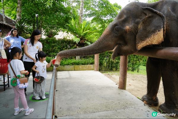 這些照片也是我和家人到布吉玩的快樂時光。能和孩子去旅行真的很...