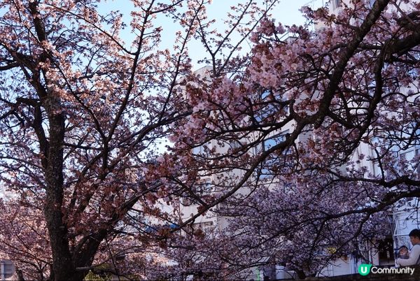熱海櫻花季！ 東京最早的近郊櫻花