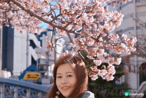 熱海櫻花季！ 東京最早的近郊櫻花