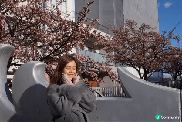 熱海櫻花季！ 東京最早的近郊櫻花