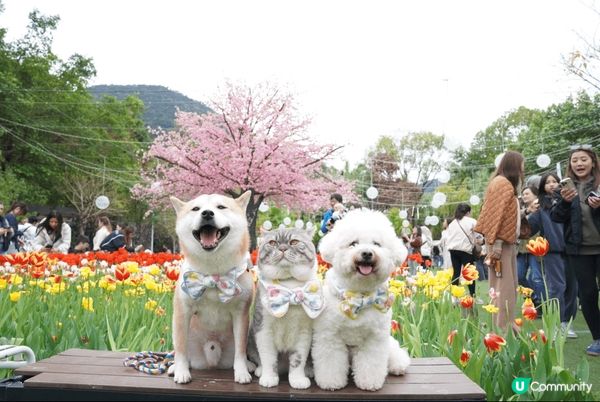 Lake House不定期會有好多靚花花影相，仲有湖邊可以影...