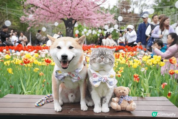 Lake House不定期會有好多靚花花影相，仲有湖邊可以影...