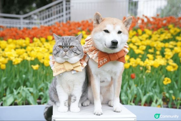 Lake House不定期會有好多靚花花影相，仲有湖邊可以影...