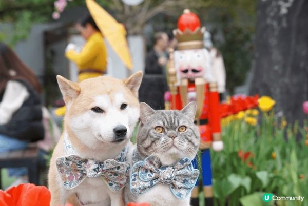 Lake House不定期會有好多靚花花影相，仲有湖邊可以影...