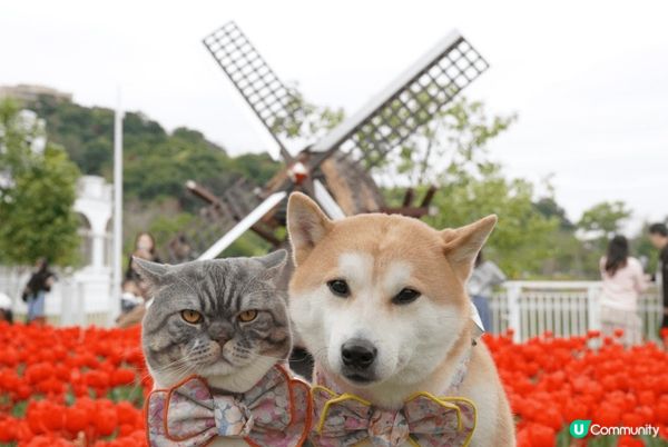 Lake House不定期會有好多靚花花影相，仲有湖邊可以影...