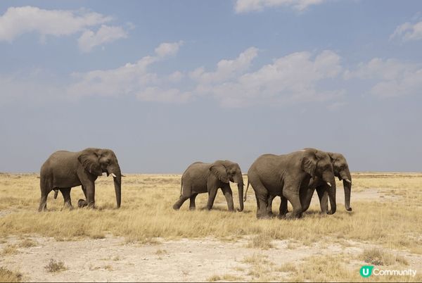 Etosha National Park ～來到非洲納米比亞...